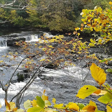 Beech * Carlton (Richmondshire)